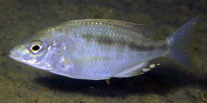 Mylochromis sp. 'liemi small-mouth' Luwala Reef